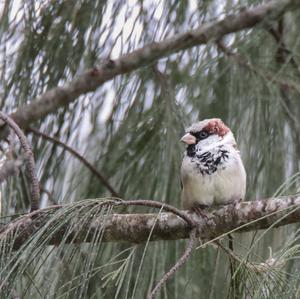 House Sparrow