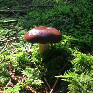 Bay Bolete