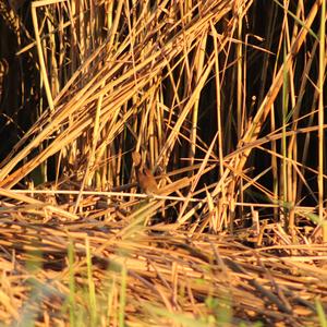 Eurasian Reed-warbler