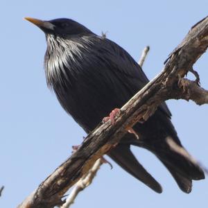 Spotless Starling