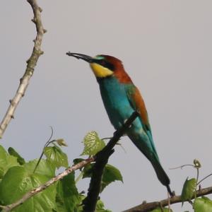 European Bee-eater