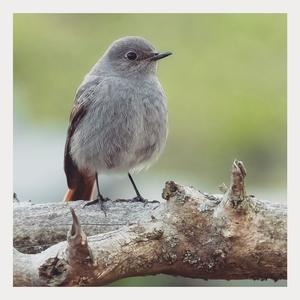 Black Redstart