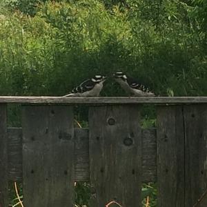 Downy Woodpecker