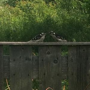 Downy Woodpecker