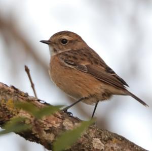 European stonechat