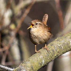 Winter Wren