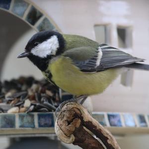 Great Tit