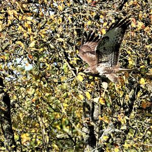 Common Buzzard