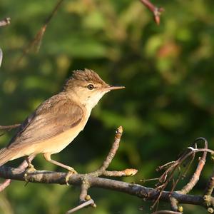 Great Reed-warbler