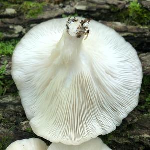 Oyster Mushroom