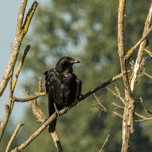 Carrion Crow