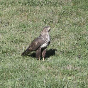 Mäusebussard