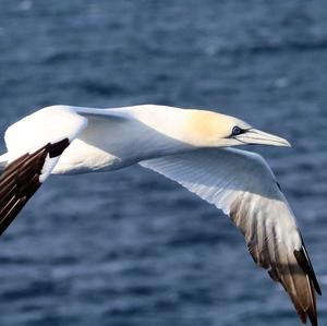 Northern Gannet