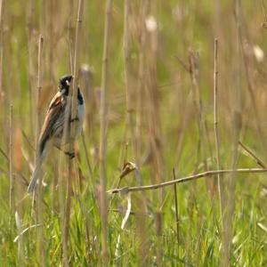 Reed Bunting