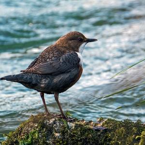 White-throated Dipper