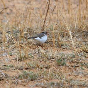 Three-banded Plover