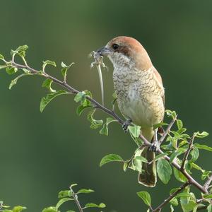 Red-backed Shrike