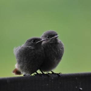 Black Redstart