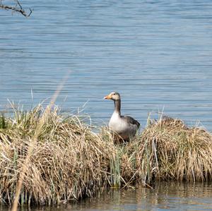 Greylag Goose