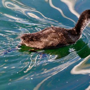 Common Coot