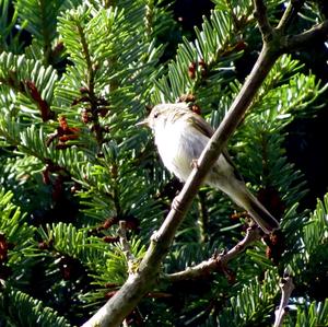 Wood Warbler