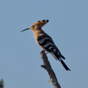 Eurasian Hoopoe