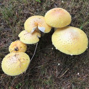 Fly Agaric