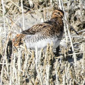 Common Snipe