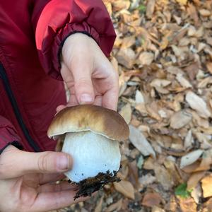 King Bolete