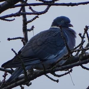 Common Wood-pigeon