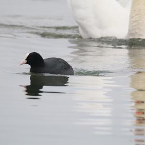 Bläßhuhn