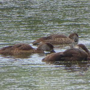 Red-crested Pochard