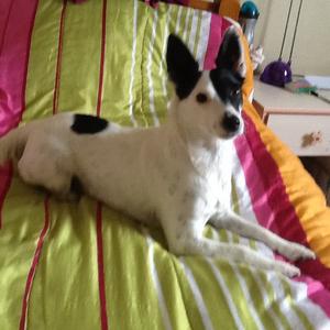 Jack Russell Terrier