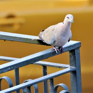 Eurasian Collared-dove