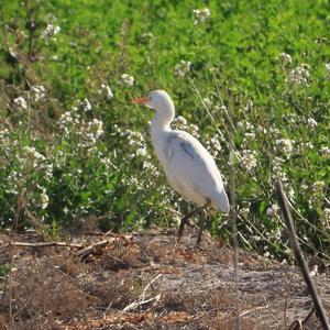 Cattle Egret