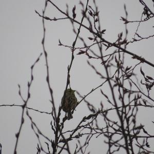 Yellowhammer