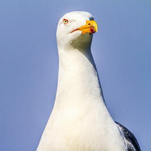 Yellow-legged Gull