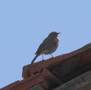 Black Redstart