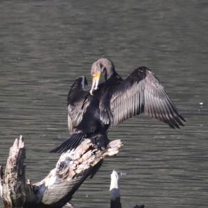 Great Cormorant