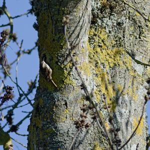 Eurasian Treecreeper