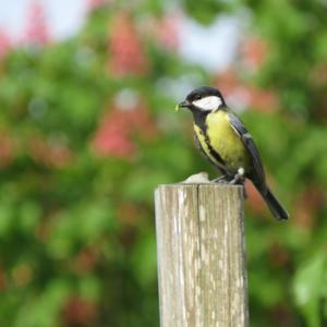 Great Tit