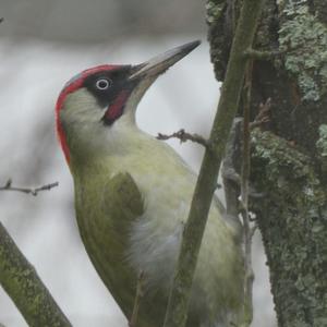 Eurasian Green Woodpecker