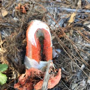 Red Cage Fungus