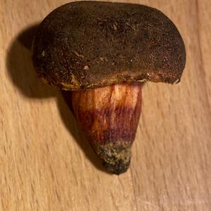 Red-cracked Bolete