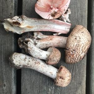 Red-staining Mushroom