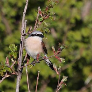 Red-backed Shrike