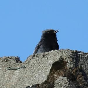 Black Redstart