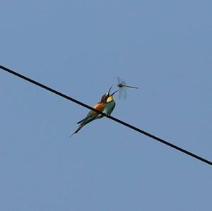 European Bee-eater