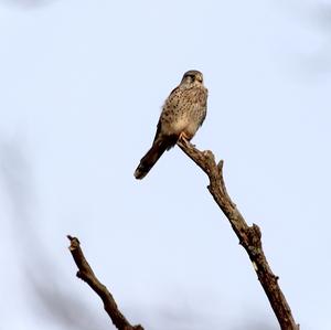 Common Kestrel