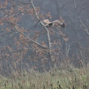 Mäusebussard